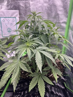 IMG_6387.jpeg IMG_6387.jpeg