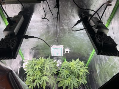 IMG_6388.jpeg IMG_6388.jpeg