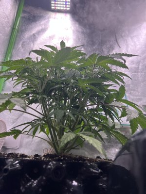 IMG_6389.jpeg IMG_6389.jpeg