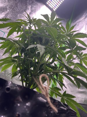 IMG_6390.jpeg IMG_6390.jpeg