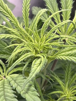 IMG_6394.jpeg IMG_6394.jpeg