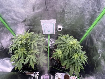 IMG_6396.jpeg IMG_6396.jpeg