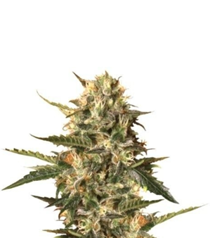 1744442713742.png 1744442713742.png