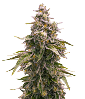 1744470042678.png 1744470042678.png