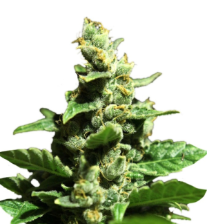 1744470088911.png 1744470088911.png