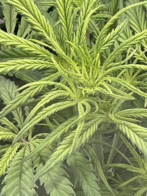 IMG_6419.jpeg IMG_6419.jpeg