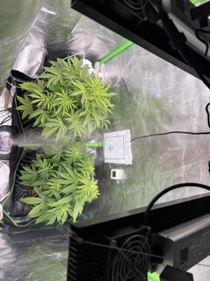 IMG_6438.jpeg IMG_6438.jpeg