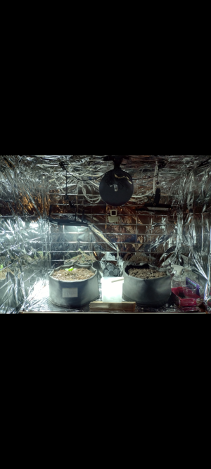 Screenshot_20250414-112019.png Screenshot_20250414-112019.png