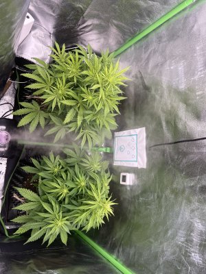 IMG_6464.jpeg IMG_6464.jpeg