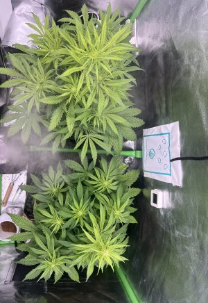 IMG_6465.jpeg IMG_6465.jpeg