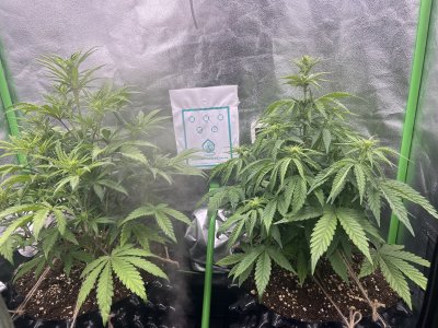 IMG_6466.jpeg IMG_6466.jpeg