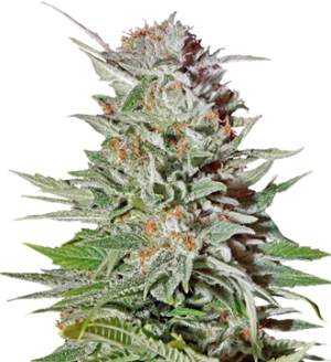 1744791896764.png 1744791896764.png