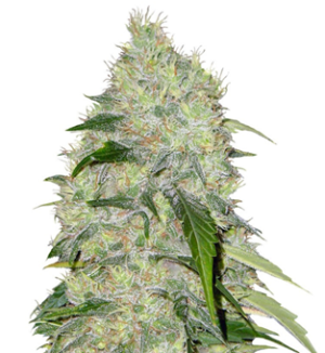 1744876281443.png 1744876281443.png