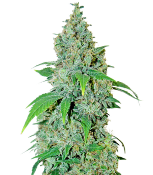 1744886436811.png 1744886436811.png