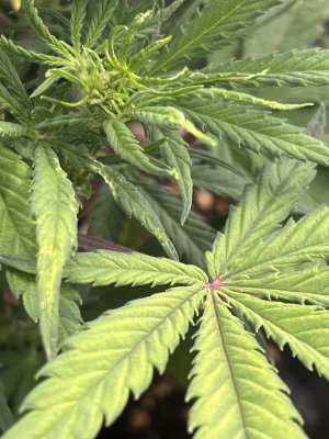 IMG_6506.jpeg IMG_6506.jpeg