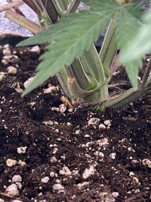 IMG_6508.jpeg IMG_6508.jpeg