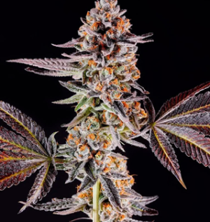 1744915113956.png 1744915113956.png