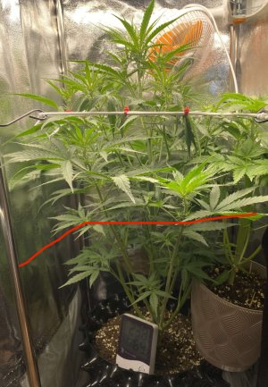 IMG_7832.jpeg IMG_7832.jpeg