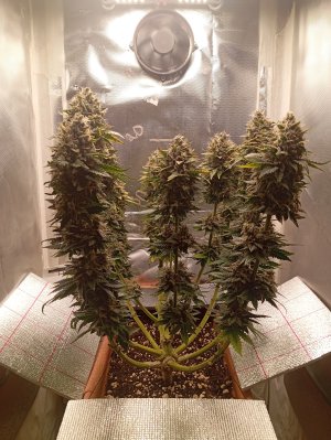 85 дн з.jpg 85 дн з.jpg