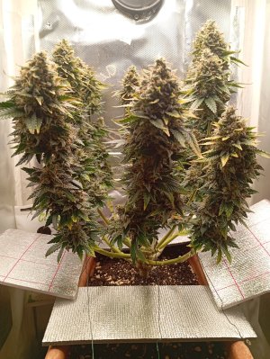 87 дн п+в.jpg 87 дн п+в.jpg