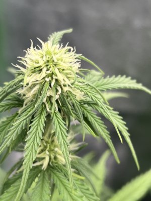 IMG_6622.jpeg IMG_6622.jpeg