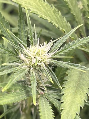 IMG_6624.jpeg IMG_6624.jpeg