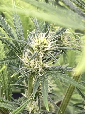 IMG_6625.jpeg IMG_6625.jpeg