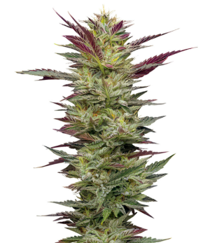 1745436878621.png 1745436878621.png