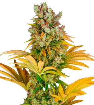 1745436895795.png 1745436895795.png