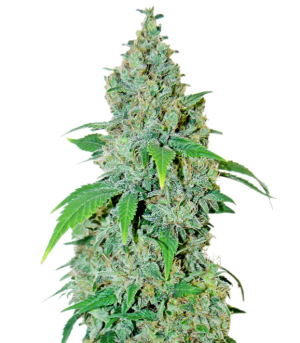 1745436920925.png 1745436920925.png