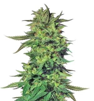 1745480645656.png 1745480645656.png