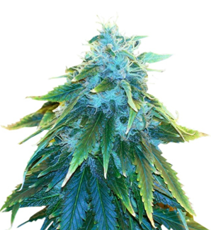 1745480649098.png 1745480649098.png