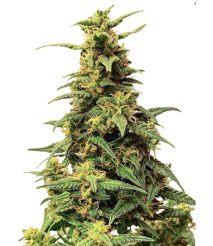 1745484559999.png 1745484559999.png