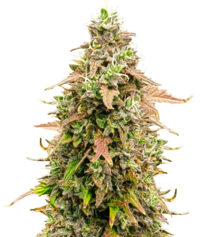 1745484667276.png 1745484667276.png