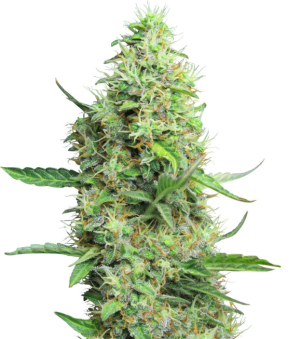 1745484687614.png 1745484687614.png