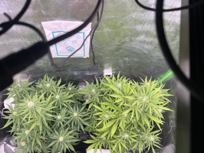 IMG_6671.jpeg IMG_6671.jpeg