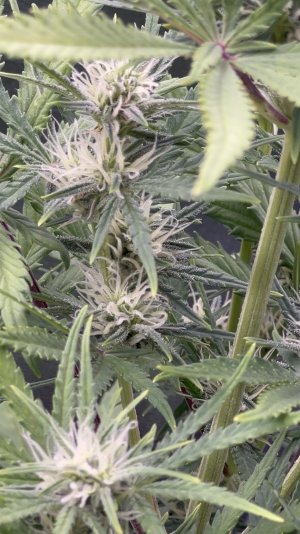 IMG_6668.jpeg IMG_6668.jpeg