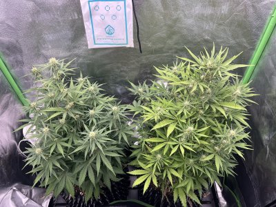 IMG_6665.jpeg IMG_6665.jpeg