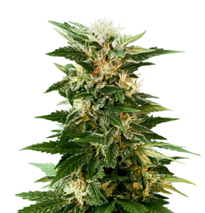 1745519009047.png 1745519009047.png