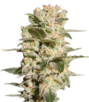 1745519028336.png 1745519028336.png