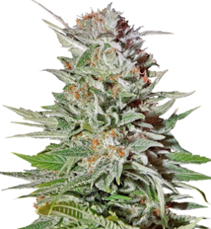 1745566573612.png 1745566573612.png