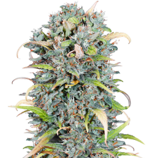 1745649194407.png 1745649194407.png