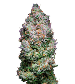 1745741012771.png 1745741012771.png