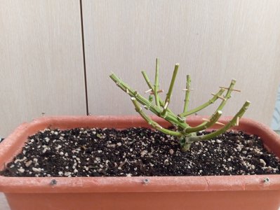 93 дн харв (1).jpg 93 дн харв (1).jpg