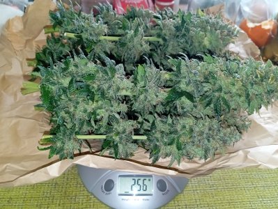 93 дн харв (3).jpg 93 дн харв (3).jpg