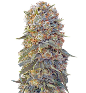 1745850121014.png 1745850121014.png