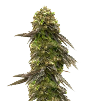 1745856515218.png 1745856515218.png