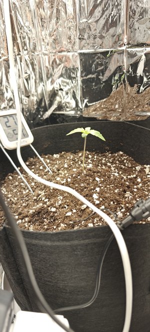 IMG20250428222423.jpg IMG20250428222423.jpg