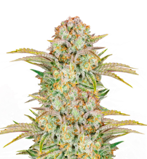 1745935472016.png 1745935472016.png