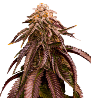 1745935475580.png 1745935475580.png